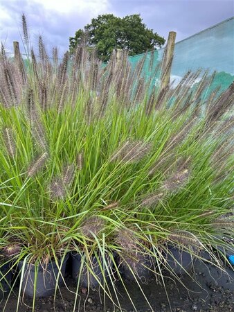 Pennisetum al. 'Black Beauty' 3L - image 1