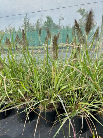 Pennisetum al. 'Black Beauty' 3L - image 2