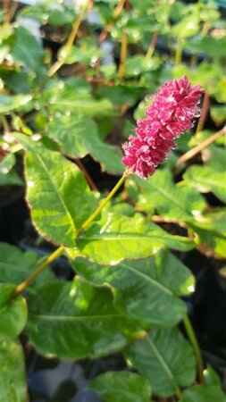 Persicaria a. 'Blackfield' 2L - image 1