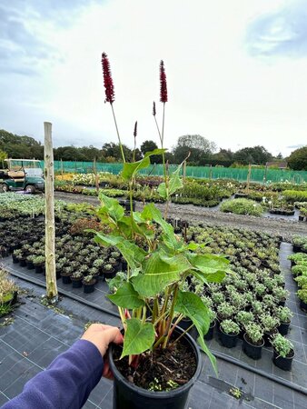 Persicaria a. 'Blackfield' 2L - image 2