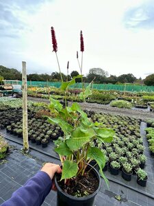 Persicaria a. 'Blackfield' 2L - image 2