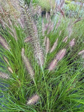 Pennisetum al. 'Cassian' 3L - image 3