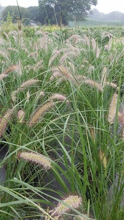 Pennisetum al. 'Cassian' 3L - image 2