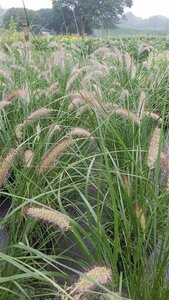 Pennisetum al. 'Cassian' 3L - image 2