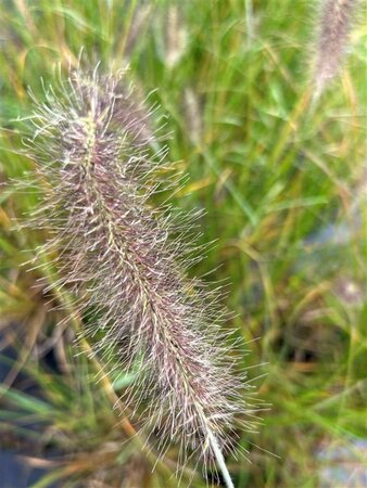 Pennisetum al. 'Cassian' 3L - image 4