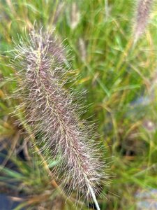 Pennisetum al. 'Cassian' 3L - image 4
