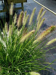 Pennisetum al. 'Hameln' 10L
