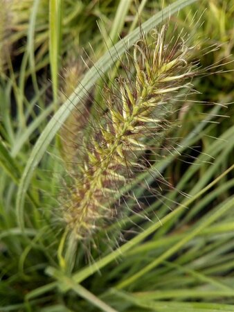 Pennisetum al. 'Hameln' 10L - image 2