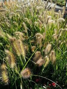 Pennisetum al. 'Little Bunny' 3L