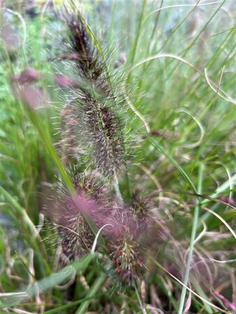 Pennisetum alopecuroides viridesc. 3L - image 1