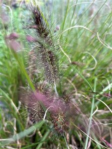 Pennisetum alopecuroides viridesc. 3L