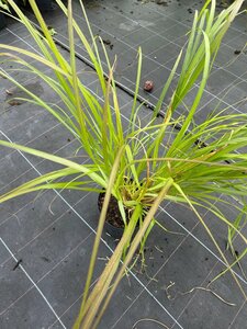 Pennisetum alopecuroides viridesc. 3L - image 2