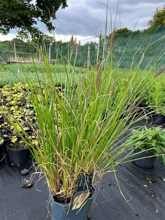 Pennisetum alopecuroides viridesc. 3L - image 3