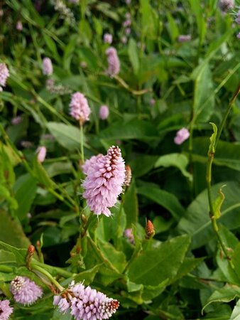 Persicaria bistorta 'Superba' 2L