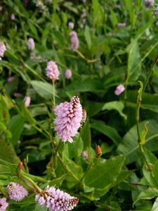 Persicaria bistorta 'Superba' 2L