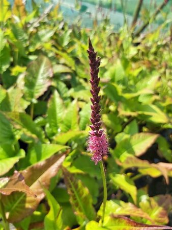 Persicaria 'Firetail' 3L