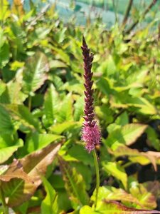 Persicaria 'Firetail' 3L