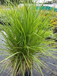 Pennisetum or. Fairy tails 2L - image 1