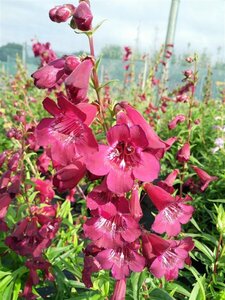 Penstemon Purple Bedder  3L