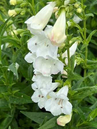 Penstemon Snow Storm 3L - image 3