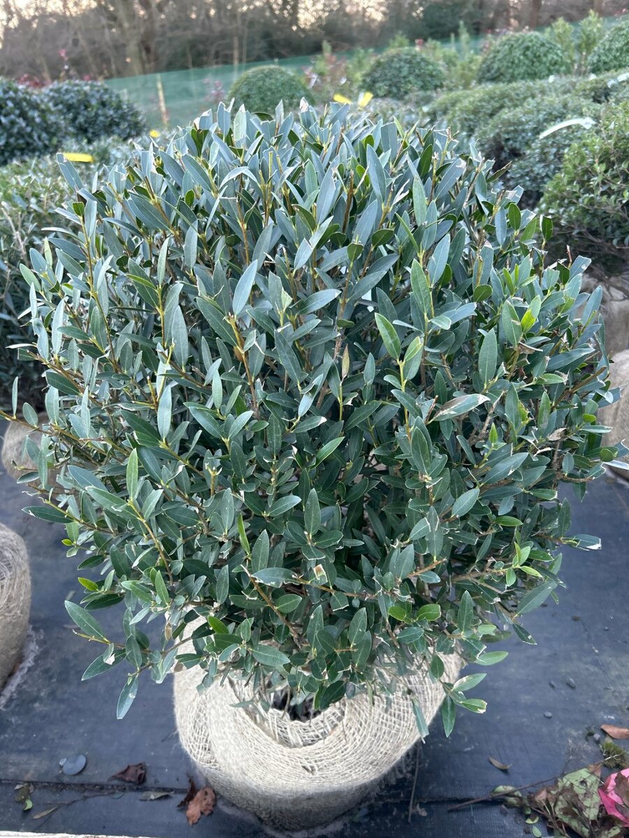 phillyrea-angustifolia-50-55cm-ball-root-ball-van-arnhem-nursery
