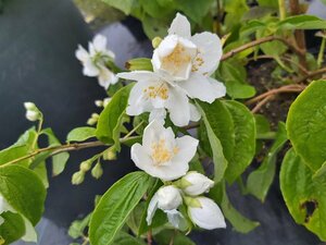 Philadelphus Belle Etoile 125-150 25L
