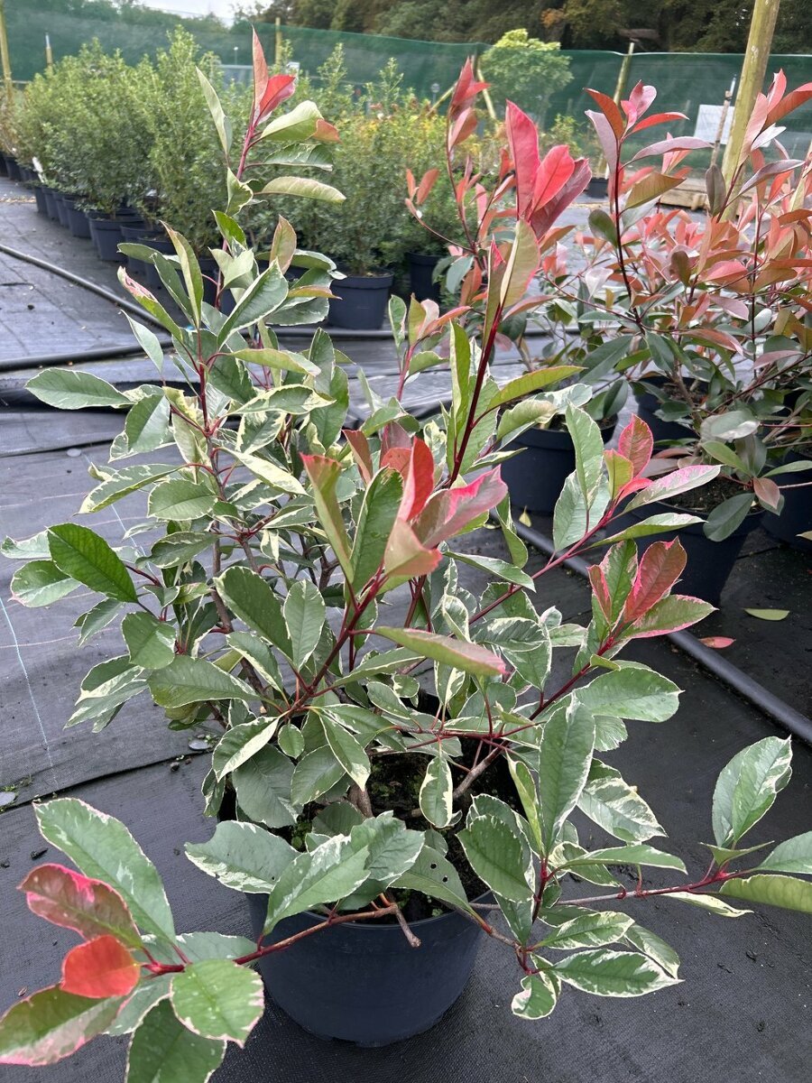 Photinia fraseri Louise 10L - Van Arnhem Nursery