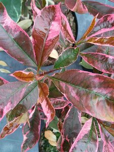 Photinia fraseri Louise 10L
