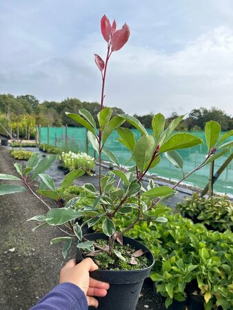 Photinia fraseri Louise 3L - image 2