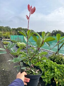 Photinia fraseri Louise 3L - image 2