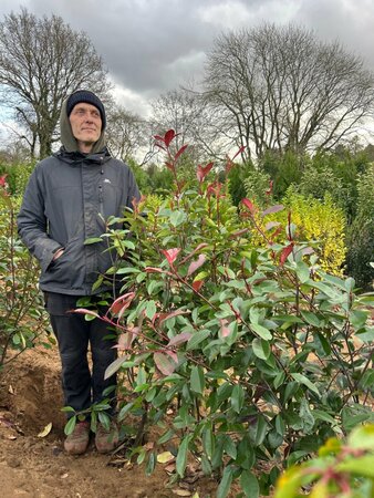 Photinia fraseri 'Red Robin' 125-150 Root Ball - image 2
