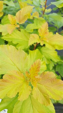 Physocarpus opulif. 'Dart's Gold' 10L - image 1