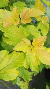 Physocarpus opulif. 'Dart's Gold' 10L - image 2
