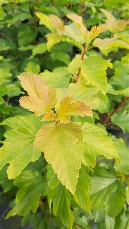 Physocarpus opulif. 'Dart's Gold' 10L - image 3