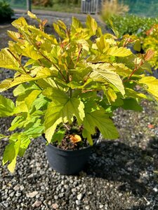 Physocarpus opulif. 'Dart's Gold' 3L - image 4