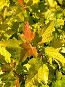 Physocarpus opulif. 'Dart's Gold' 3L - image 5