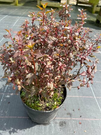 Physocarpus op. Little Joker  3L
