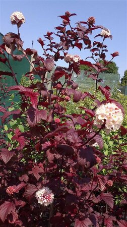 Physocarpus opulif. Lady in Red 5L - image 1