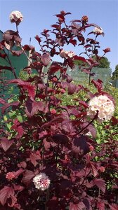 Physocarpus opulif. Lady in Red 5L