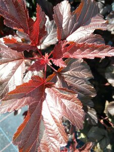 Physocarpus opulif. Lady in Red 5L - image 2