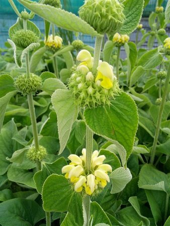 Phlomis russeliana 3L - image 2