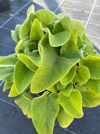 Phlomis russeliana 3L - image 3