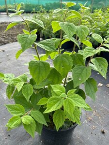 Philadelphus Virginal 3L