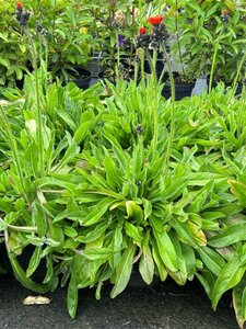 Pillosella aurantiaca 2L