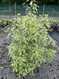 Pittosporum eug. 'Variegatum' 10L
