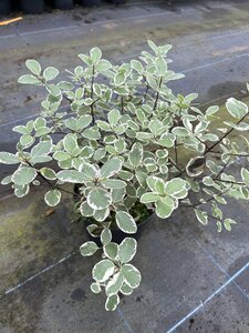 Pittosporum 'Garnettii' 3L