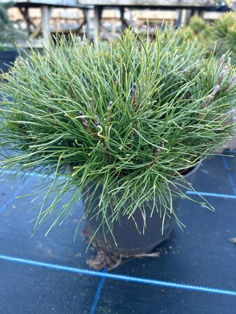 Pinus mugo mugo 10L