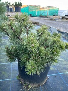 Pinus mugo pumilio 10L