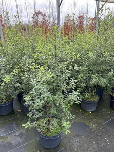 Pittosporum ten Arundel Green 10L