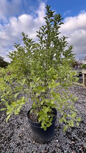 Pittosporum ten Arundel Green 10L